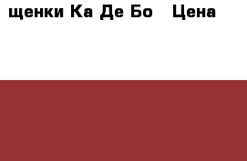 щенки Ка Де Бо › Цена ­ 50 000 - Московская обл., Бронницы г. Животные и растения » Собаки   